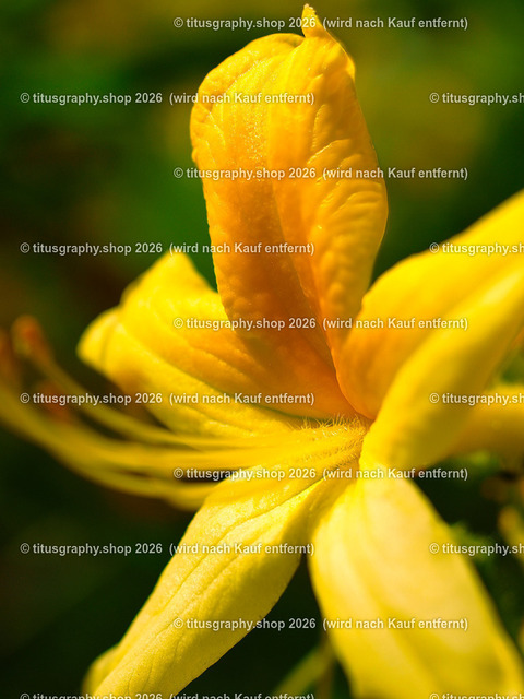 P5188528-topaz-sharpen-ln-1 | Fotokunstarbeit aus der INSTAGRAM-Gallerie auf titusgraphy.eu - Realisiert mit Pictrs.com