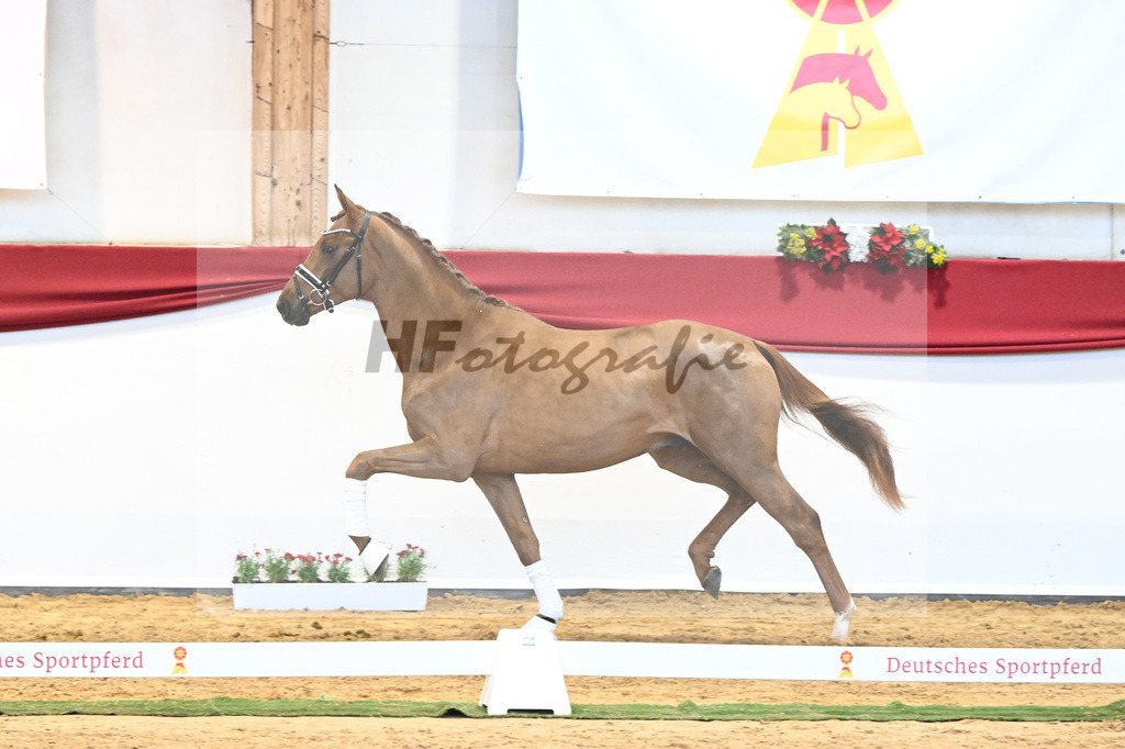 Kat-Nr. 52 Va Bene x Florestano_Kloessinger_43231818 | hf-fotografie - Realisiert mit Pictrs.com