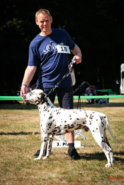 Dalmatiner DZGD CDF in Hilden | Dalmatiner, Regionalgruppenausstellung DZGD / CDF) in Hilden. Richterin Margrit Martegani.  in Hilden  04.09.2022 Foto: Leo Wyden