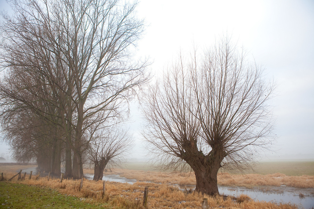 170108-111 | Europa, DEU, Deutschland, NRW, Nordrhein Westfalen, Niederrhein, Rheinland, Xanten, Naturschutzgebiet Xantener Altrhein, Bislicher Insel, Typische Landschaft, Winter, Dunst, Nebel, Frost, Typische Kopfweiden, Kategorien und Themen, Natur, Umwelt, Landschaft, Jahreszeiten, Stimmungen, Landschaftsfotografie, Landschaften, Landschaftsphoto, Landschaftsphotographie, Wetter, Wetterelemente, Wetterlage, Wetterkunde, Witterung, Witterungsbedingungen, Wettererscheinungen, Meteorologie, Wettervorhersage

[Fuer die Nutzung gelten die jeweils gueltigen Allgemeinen Liefer-und Geschaeftsbedingungen. Nutzung nur gegen Verwendungsmeldung und Nachweis. Download der AGB unter http://www.image-box.com oder werden auf Anfrage zugesendet. Freigabe ist vorher erforderlich. Jede Nutzung des Fotos ist honorarpflichtig gemaess derzeit gueltiger MFM Liste - Kontakt, Uwe Schmid-Fotografie, Duisburg, Tel. (+49).2065.677997, ..archiv@image-box.com, www.image-box.com] - Realisiert mit Pictrs.com