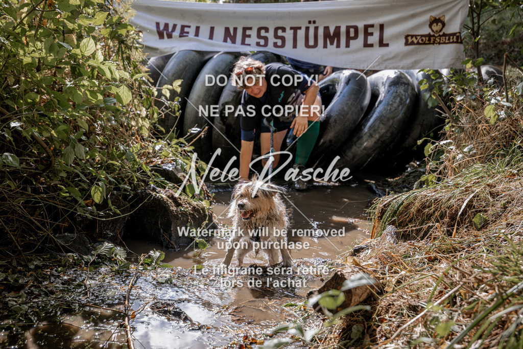 nelerasche_Hunsrück2026_Sa1400-1500_09 | nelerasche