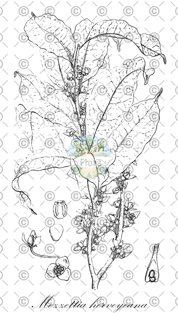 HistAbb_EMP_92722_1_SIMPLE | Historische Abbildung von Mezzettia herveyeana - Annonaceae | Historical Illustration of Mezzettia herveyeana - Annonaceae