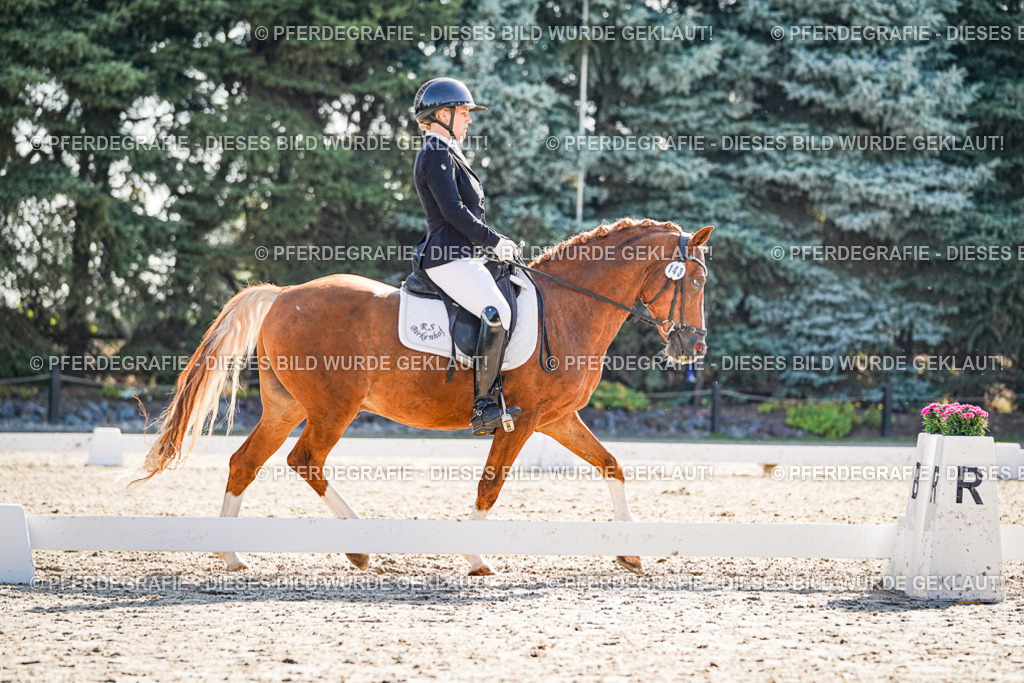 DSC09958 | Pferdegrafie