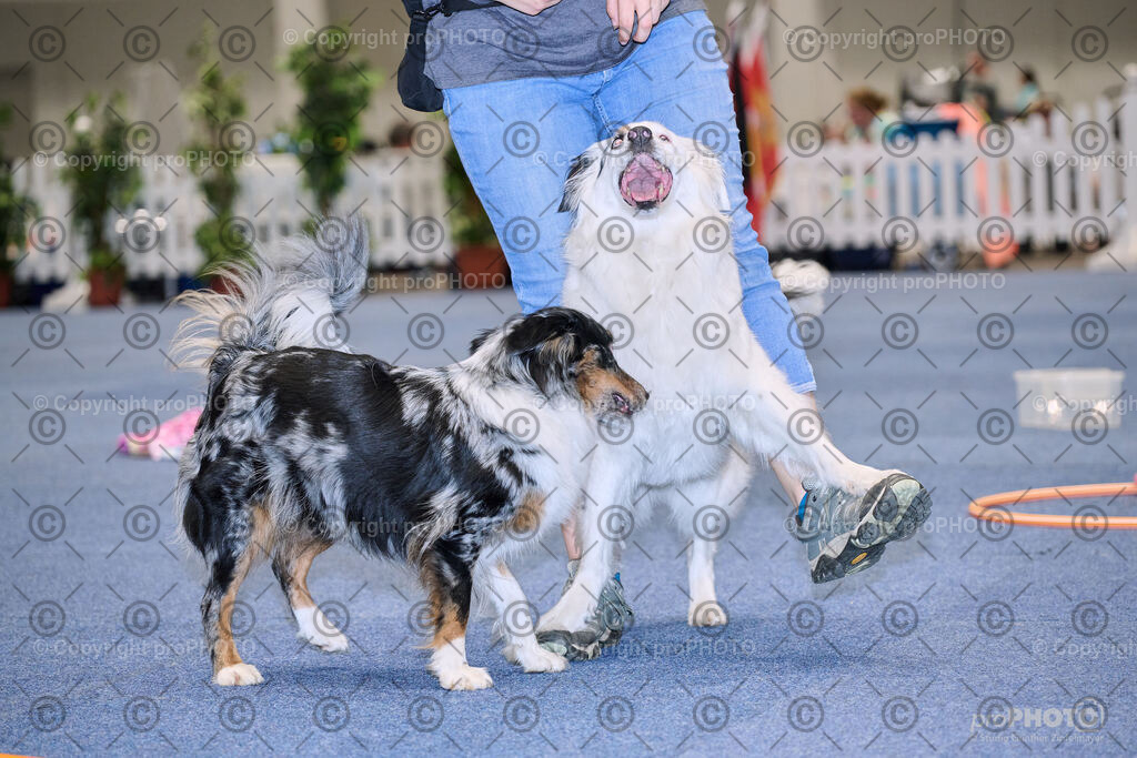 202406_ÖKV-IHA-Tulln24_NZ9_7718 | proPHOTO - Realisiert mit Pictrs.com