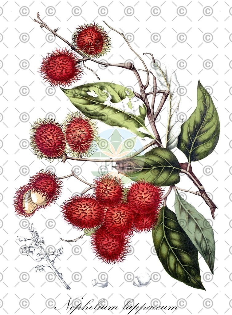 HistAbb_63FFF_1_ENZY_Simple | Historische Abbildung von Nephelium lappaceum - Sapindaceae | Historical Illustration of Nephelium lappaceum - Sapindaceae