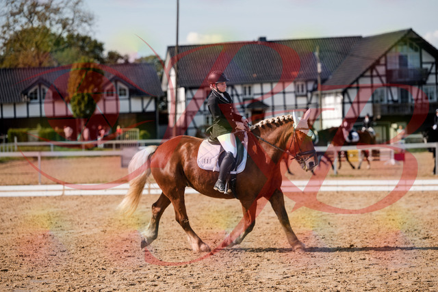 2026_10_03_Siefer-Hof_130440_Z63_67648964 | Professionelle Reitsport-, Turnier- und Eventfotografie von Robert Broda. Galerien mit ausgewählten und bearbeiteten Bildern direkt online ansehen und bestellen.