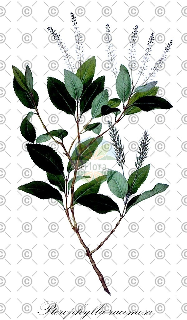 HistAbb_74V3_1_ENZY_Simple | Historische Abbildung von Pterophylla racemosa - Cunoniaceae | Historical Illustration of Pterophylla racemosa - Cunoniaceae