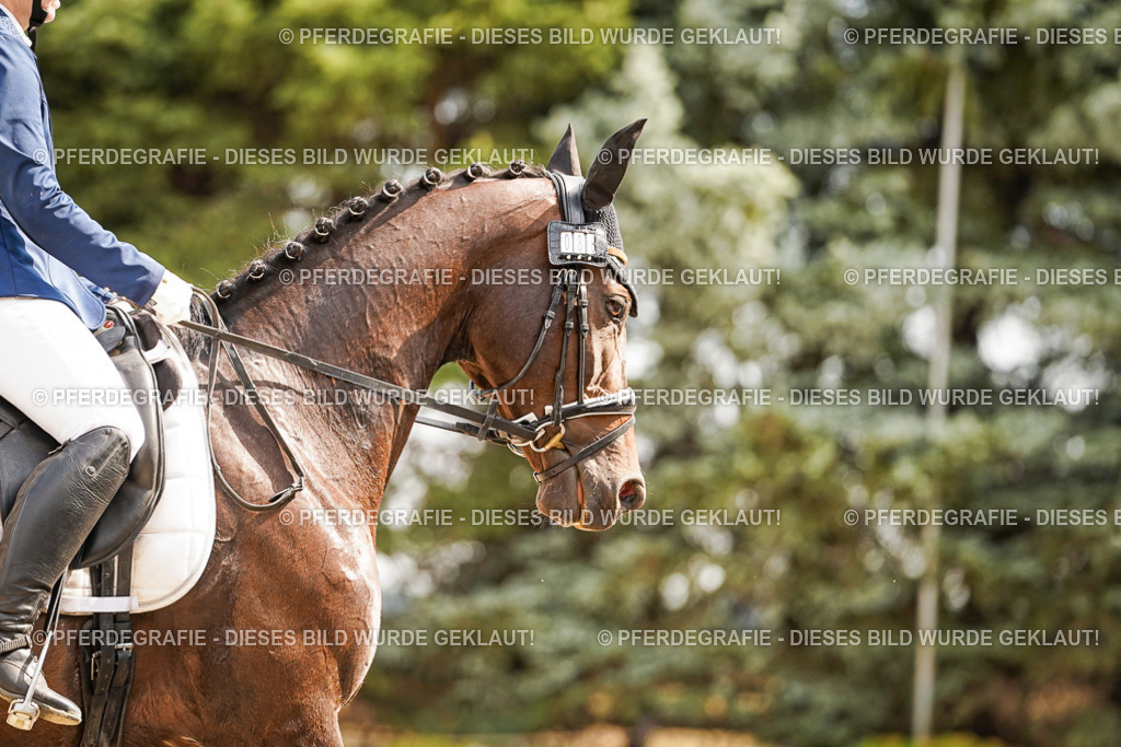 DSC01376 | Pferdegrafie