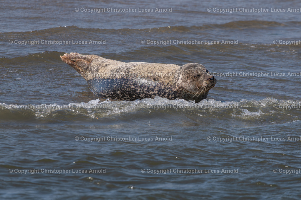 Seehund | bildkomponist - Realisiert mit Pictrs.com