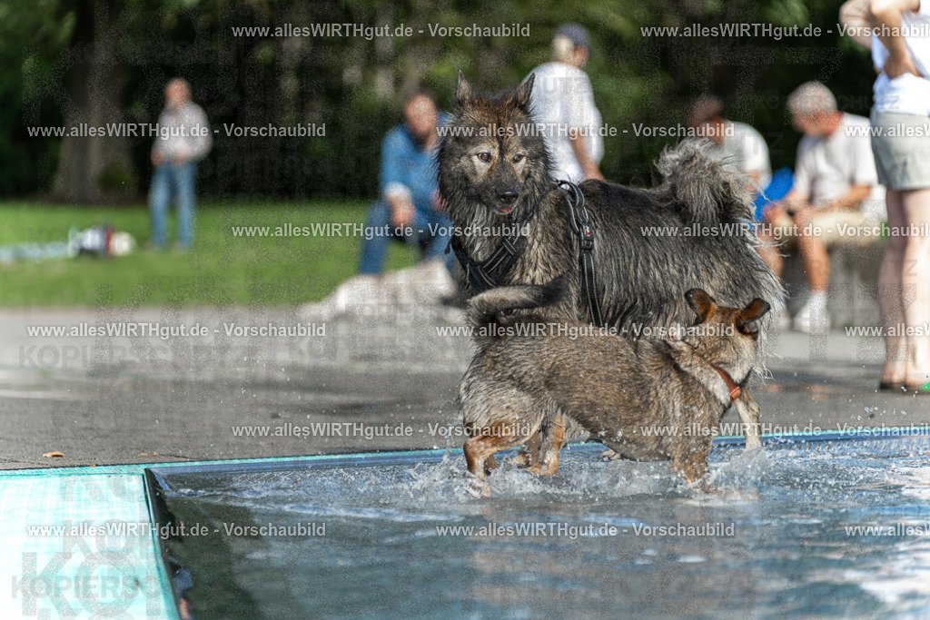 Hundeschwimmen_Volksbad_2026-allesWIRTHgut_Tierfotografie-2609061531-7R501599 | Professionelle Tierfotografie in Mönchengladbach von Daniel Wirth (allesWIRTHgut). Liebevolle & natürliche Bilder von Hunden & Katzen für unvergessliche Erinnerungen.