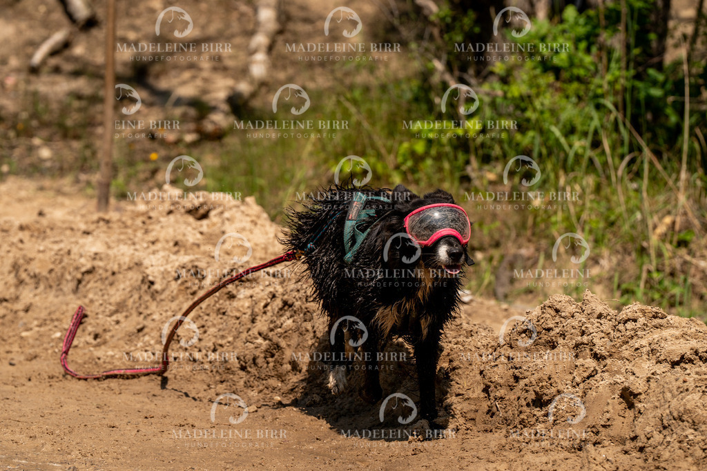 madeleinebirr.fotografie.2026.CC-hoope.samstag.14-26-23.98 | hundefotografie-birr