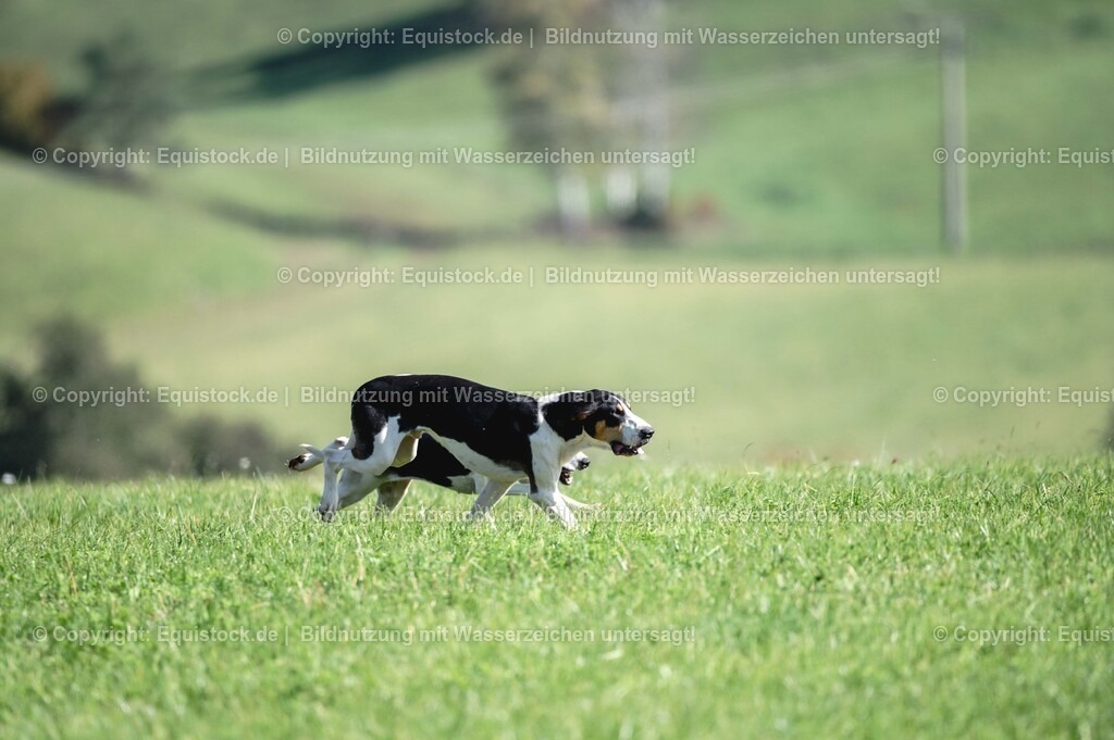 20251011_Jagd-Marbach_0386 | Foto: Thomas Hartig