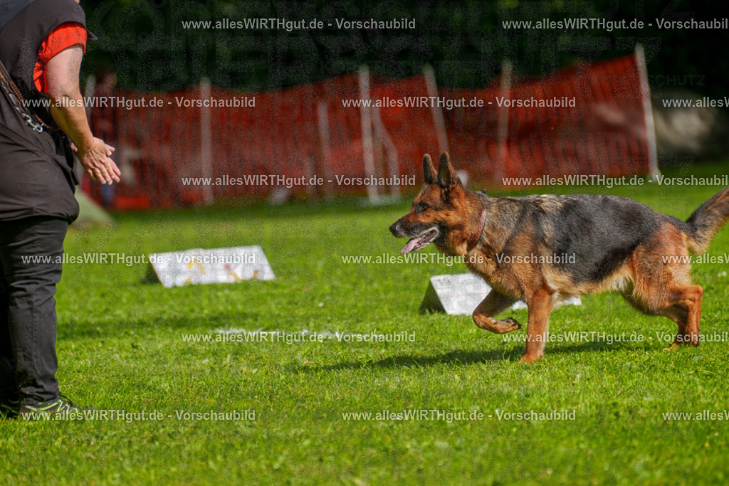 @allesWIRTHgut_Tierfotografie - www.allesWIRTHgut.de - 7R502447 | Professionelle Tierfotografie in Mönchengladbach von Daniel Wirth (allesWIRTHgut). Liebevolle & natürliche Bilder von Hunden & Katzen für unvergessliche Erinnerungen.