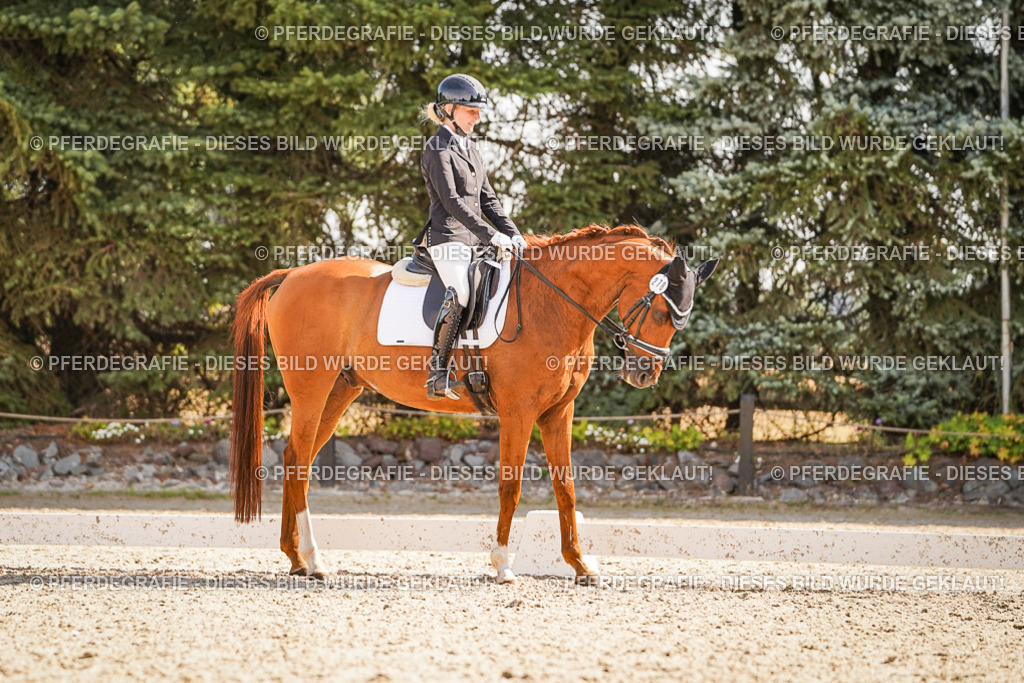 DSC00794 | Pferdegrafie