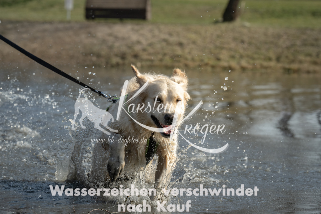 1401_ZZ99563 | kk-dogfotos
