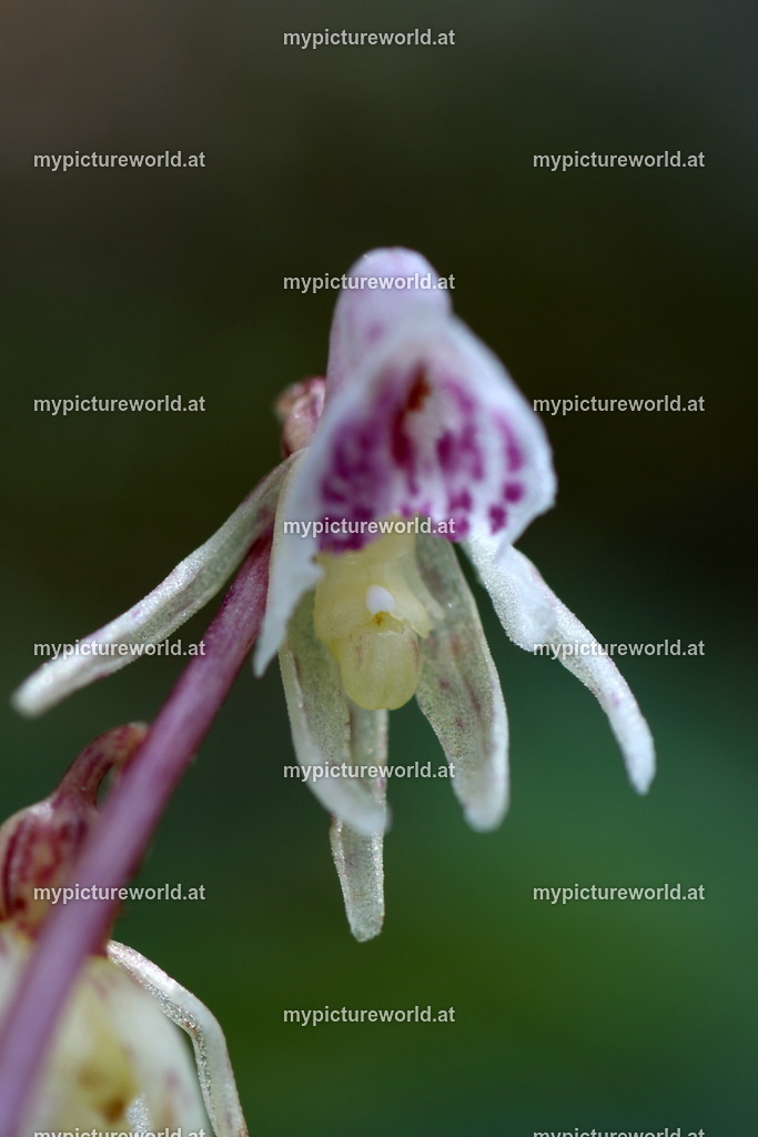 Blattloser Widerbart-012 | Das Bilderarchiv über Tiere, Planzen und Landschaften. In der Bilddatenbank finden Sie ein große Auswahl an hochwertigen Bilder für Ihre Werbung - Realized with Pictrs.com