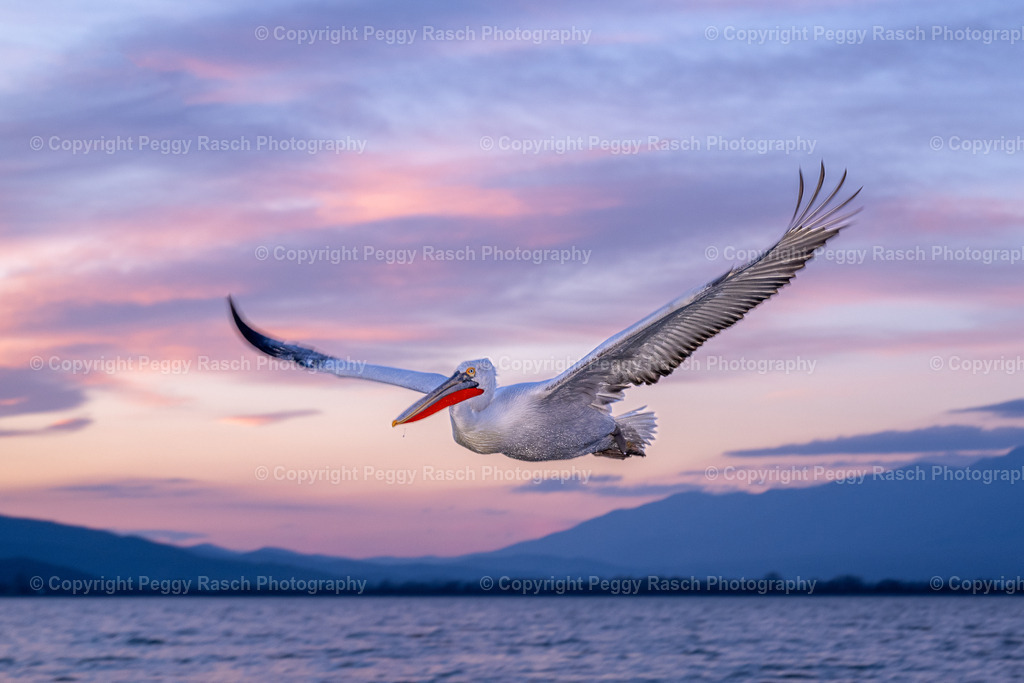 Pelikane_2024_3. Tag_abends_groß-42 | PeggyRaschPhotography - Realisiert mit Pictrs.com