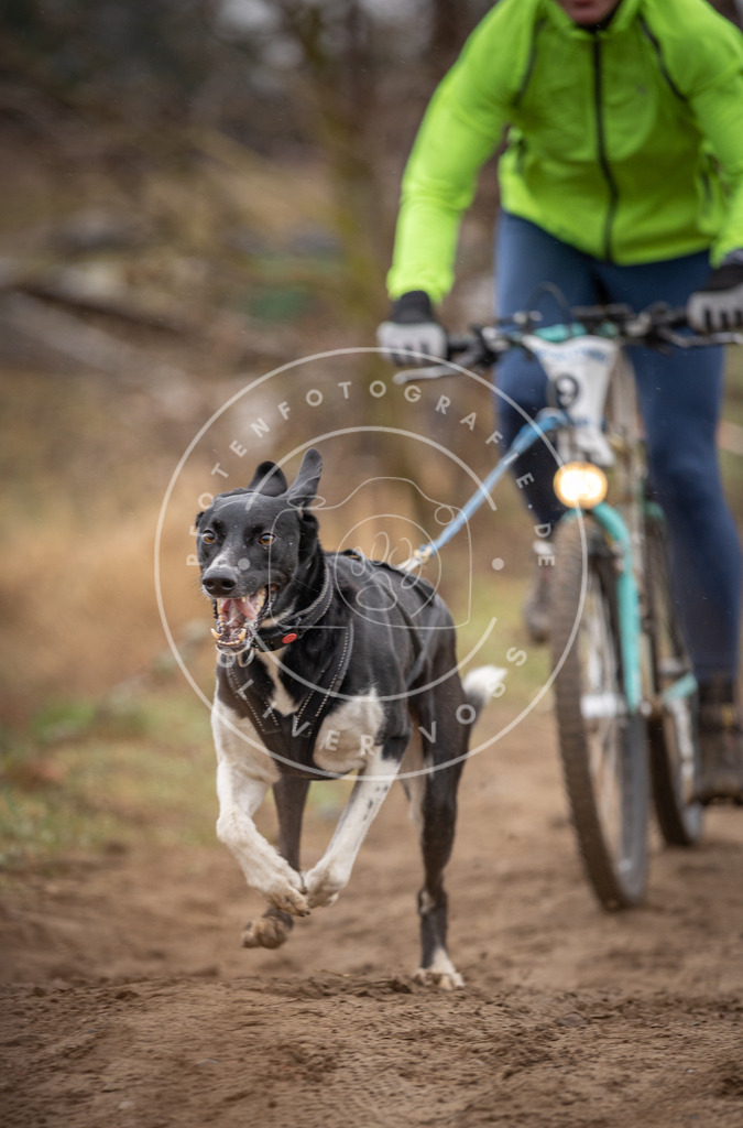 DV3A8896 | Hundefotografie, Tierfotograf, Pfotenfotografie, Fotoshooting Hund, Hunde Portrait, Hundesport, Hundeportraits, Heideshooting, Hunde, Sportfotograf, Hundefotograf, Turnierhundsport, THS,  - Realisiert mit Pictrs.com