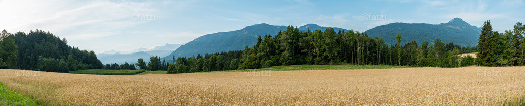 Weizenfeld__fatzi_082227-Panor-k | Fatzi Bilder-Archiv! 
Die Bilder sind für private Nutzung lizenzfrei. Die kommerzielle Nutzung ist möglich und erwünscht, jedoch bitte ich um vorherige Kontaktaufnahme per E-Mail (info@fatzi.at) oder unter +43 650 7828269 - Realisiert mit Pictrs.com