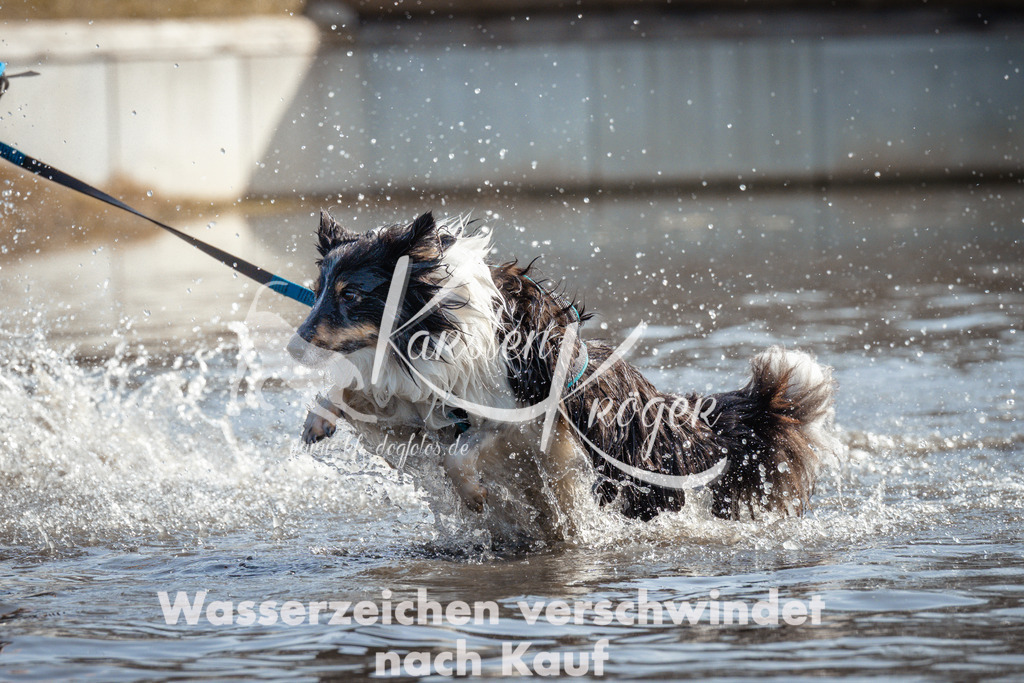 1117_ZZ93599 | kk-dogfotos