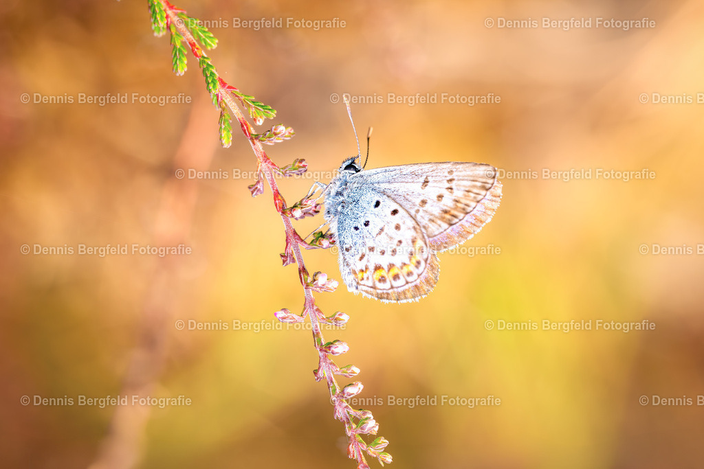 Schmetterling 7 | Entdecken Sie Natur, Makro und Tierfotografie von Dennis Bergfeld.Besondere Momente und Details der Natur, hochwertig als Foto und Wandbild erhältlich. - Realisiert mit Pictrs.com