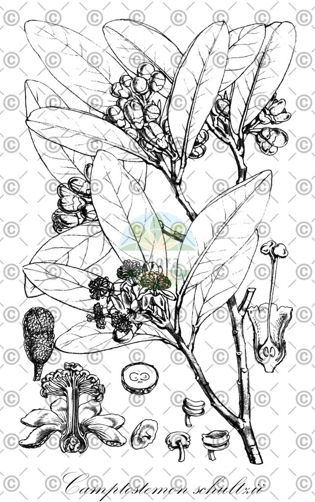 HistAbb_wfo-0000794374_1_ENZY_Simple | Historische Abbildung von Camptostemon schultzii - Malvaceae | Historical Illustration of Camptostemon schultzii - Malvaceae