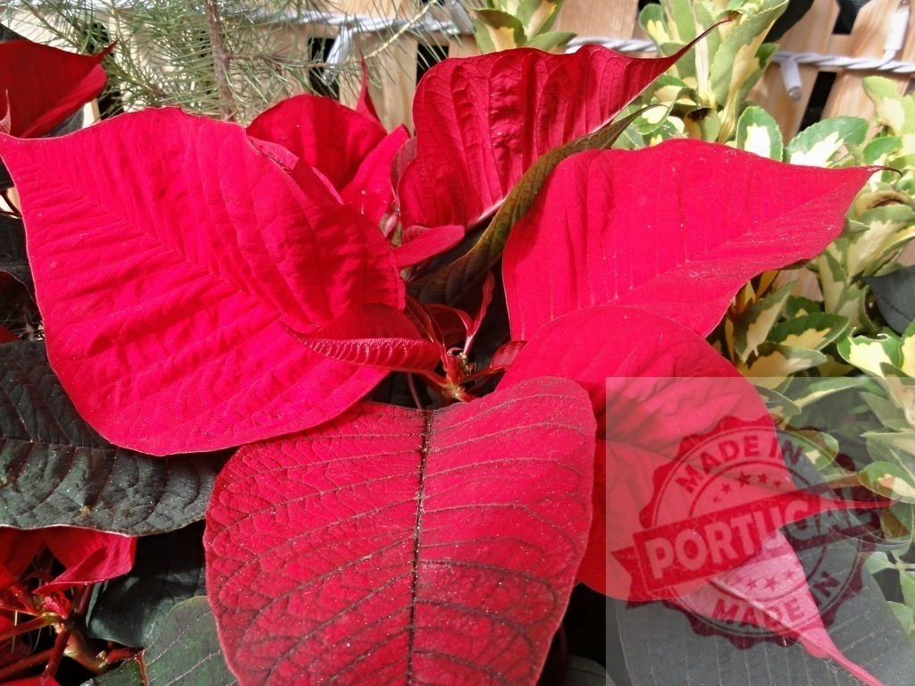 Vibrant Red Poinsettia Plant Showing Christmas Spirit | Close-up of a vibrant red poinsettia plant, symbolizing the Christmas spirit with its festive color - Realized with Pictrs.com