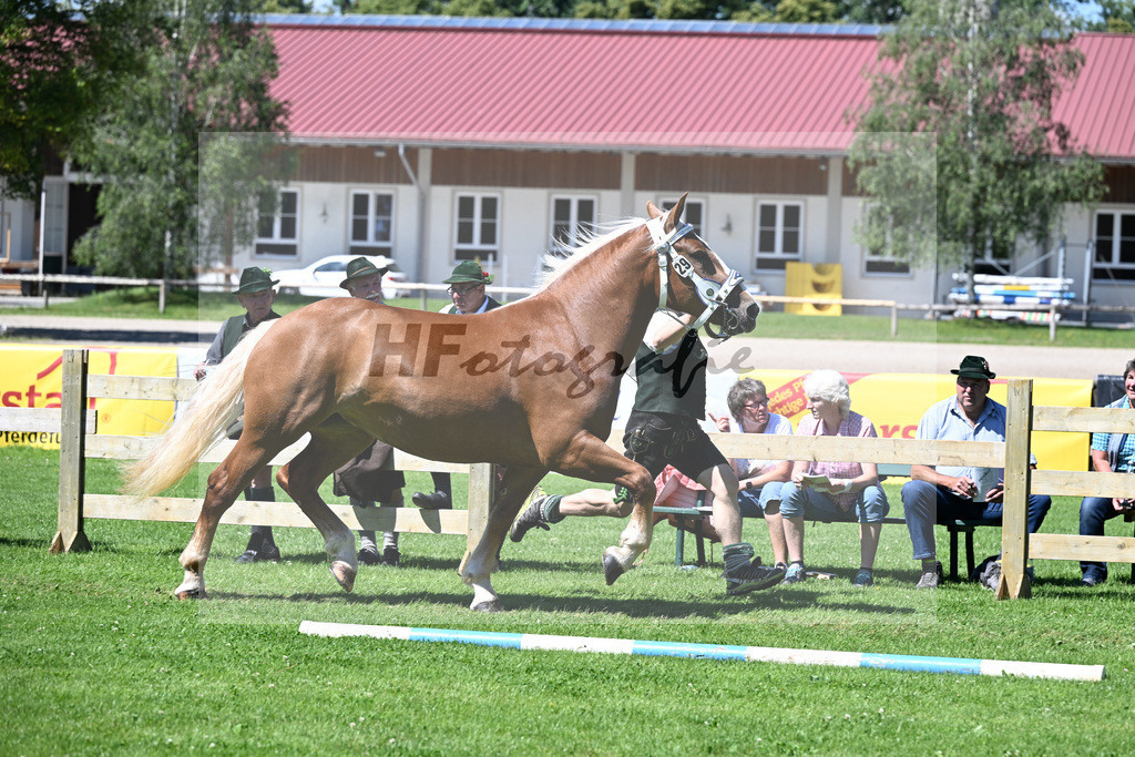 Kat-Nr. 29 Hadessa v. Salieri S_Vrech_22240523 | hf-fotografie - Realizzato con Pictrs.com