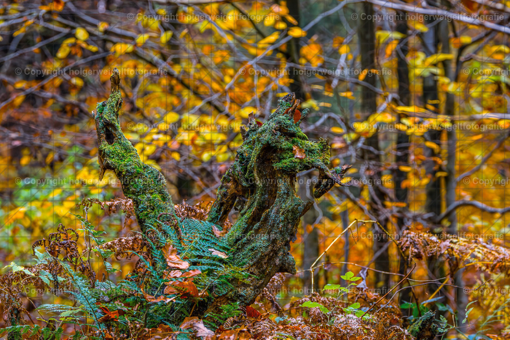 Grün, Gelb....am Ende Bunt | Kaufen sie online außergewöhnliche Fotografien auf Leinwand Acrylglas Fotoprint Aludibond von holgerweigeltfotografie - Realisiert mit Pictrs.com