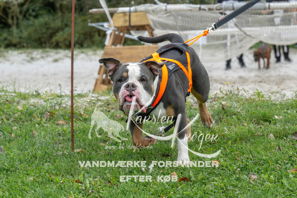 1036_ZZ94516 | kk-dogfotos