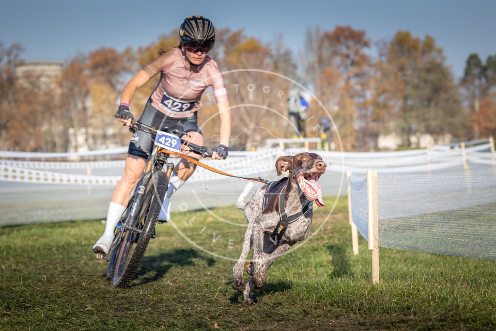 CaniXpix_0L8A4278 | Hundefotografie, Tierfotograf, Pfotenfotografie, Fotoshooting Hund, Hunde Portrait, Hundesport, Hundeportraits, Heideshooting, Hunde, Sportfotograf, Hundefotograf, Turnierhundsport, THS,  - Realisiert mit Pictrs.com