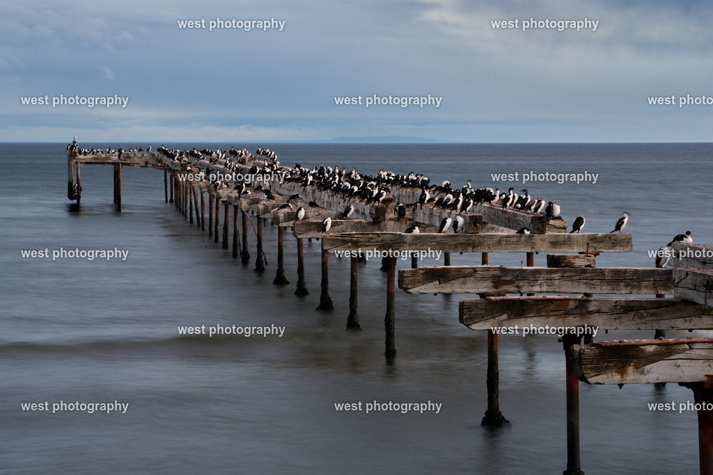 Cormorant on pier 1 - CHI 2014 | west photography - Realisiert mit Pictrs.com
