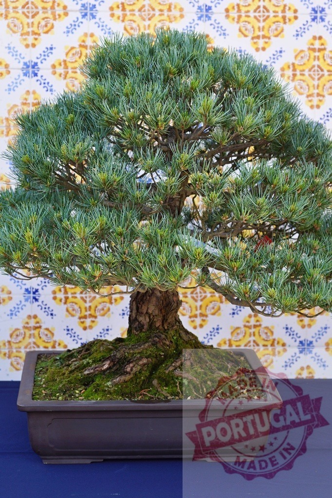 Bonsai pine tree growing in a pot on table | Bonsai pine tree in a ceramic pot with moss roots against a patterned tile wall - Realisiert mit Pictrs.com