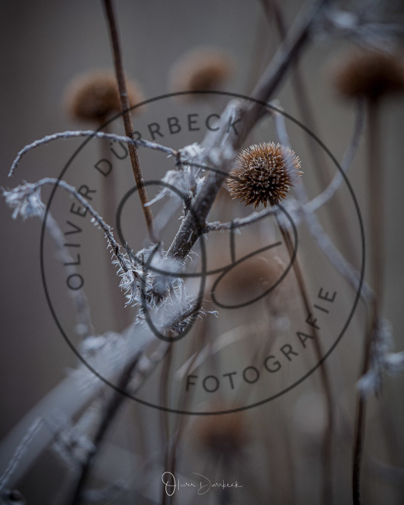 natur-pflanzen-10 | Shop für Kindergartenfotografie und andere Fotoprodukte von Oliver Dürrbeck Fotografie. - Realisiert mit Pictrs.com