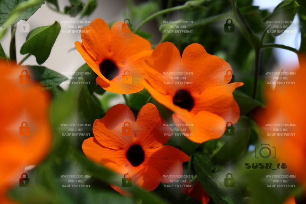 20180727164446_IMG_0230 | susn_18 - Realisiert mit Pictrs.com