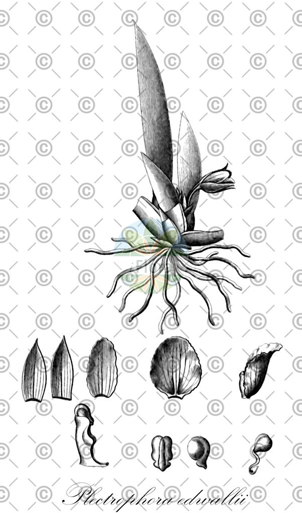 HistAbb_wfo-0000718830_1_ENZY_Simple | Historische Abbildung von Plectrophora edwallii - Orchidaceae | Historical Illustration of Plectrophora edwallii - Orchidaceae