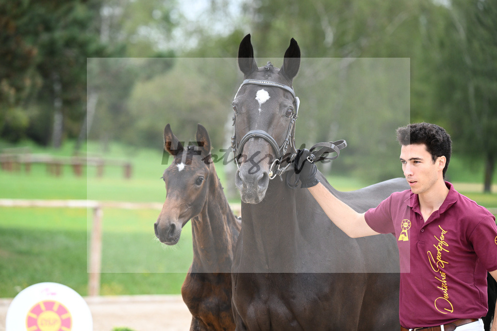 Kat-Nr. 19 HF Defender VDS Z_Braun_25230519 | hf-fotografie - Realisiert mit Pictrs.com