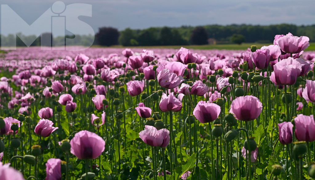 MIS_180818cm005 | 08.06.2022,  Türkheim, Unterallgäu,  Lila Mohnblüten auf einem Mohn-Feld.  - Realisiert mit Pictrs.com