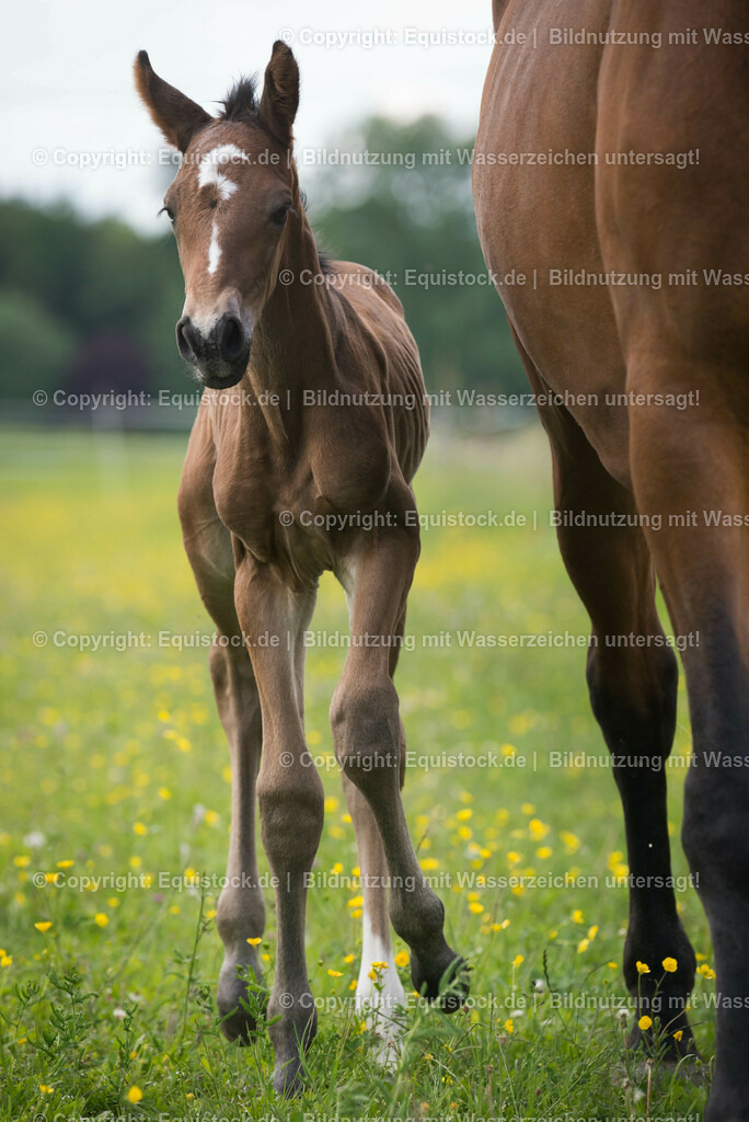 20150529_Fohlen_0033 | equistock