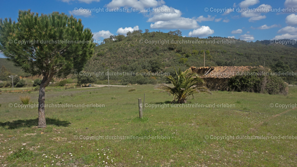 Landwirtschaftliches Gebäude mit Palme bei California in der einsamen Serra do Caldeirão, Cortelha, Algarve | Landwirtschaftliches Gebäude mit Palme bei California in der einsamen Serra do Caldeirão, Cortelha, Algarve - Realisiert mit Pictrs.com