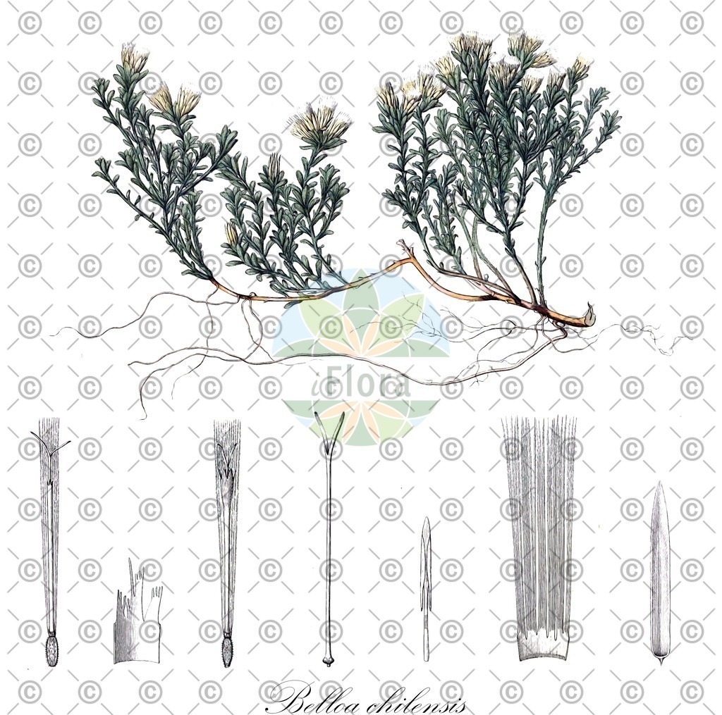 HistAbb_wfo-0000562301_1_ENZY_Simple | Historische Abbildung von Belloa chilensis - Asteraceae | Historical Illustration of Belloa chilensis - Asteraceae