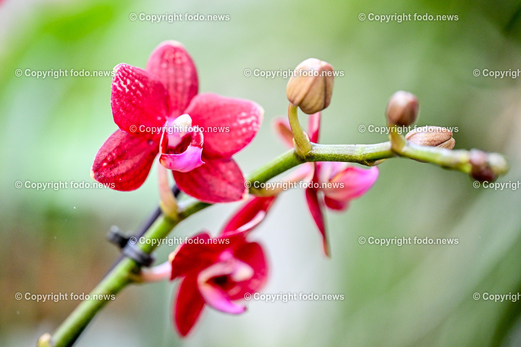 Botanischer Garten Linz_ Orchideen_ 14.04.2024-18 | 14.02.2024, Botanischer Garten Linz, AUT, Orchideen, im Bild Orchidee, Blume, Bluete, Pflanze, Tropenhaus, tropisch, Farbe, exotisch, bunt, Flora, Natur