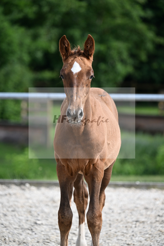 Kat-Nr. 12 Rodrigo VDL x Chambertin_SF_Fuentes Molina_17250966 | hf-fotografie - Realisiert mit Pictrs.com
