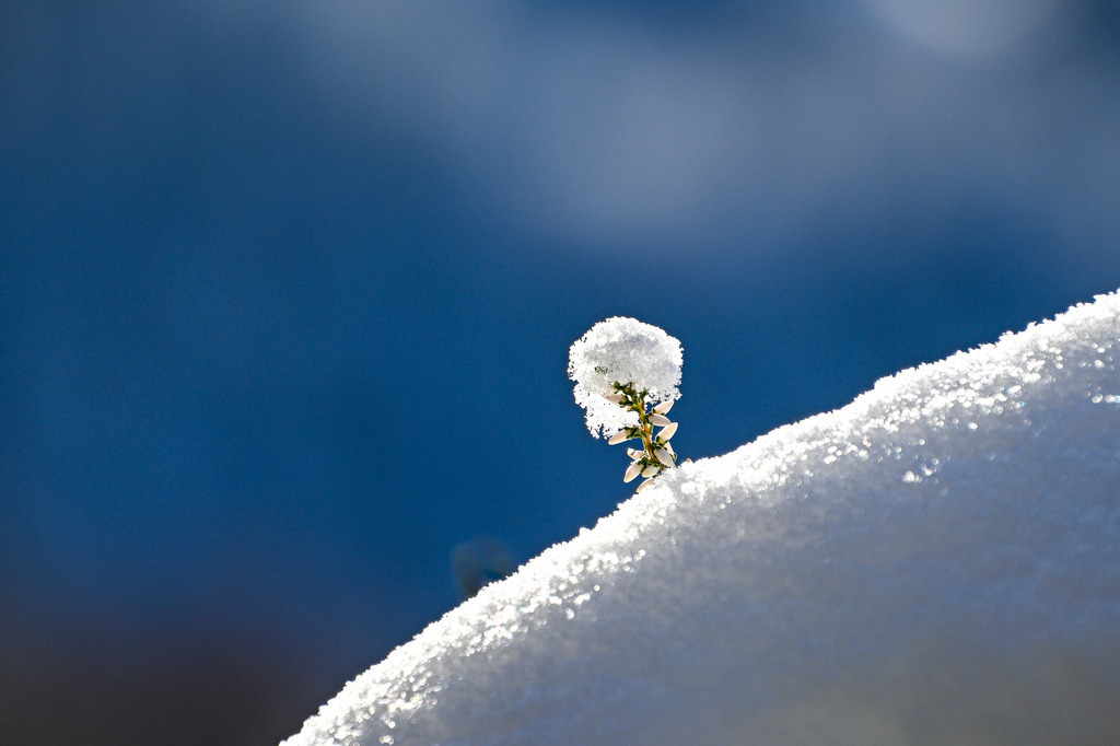 Wille zum Leben: Ein zarter Gruß im tiefen Schnee | Ein Anblick von berührender Zartheit und stiller Kraft, der Hoffnung und Demut einkehren lässt: Wie ein kleines Wunder trotzt ein einzelner, filigraner Blütenstängel der Schneeheide der eisigen Kälte. Auf seinen winzigen, hellen Knospen trägt er eine perfekte, funkelnde Haube aus frischem Kristallschnee. Die gleißend weiße, von der Wintersonne angestrahlte Schneewächte im Vordergrund bildet eine weiche Linie, hinter der sich der Hintergrund in einem tiefen, stimmungsvollen Blau verliert. Diese Aufnahme fängt die Poesie des Minimalismus und die unbändige Lebenskraft der Natur im tiefsten Winter perfekt ein – ein leises, aber kraftvolles Symbol der Zuversicht. - Realisiert mit Pictrs.com
