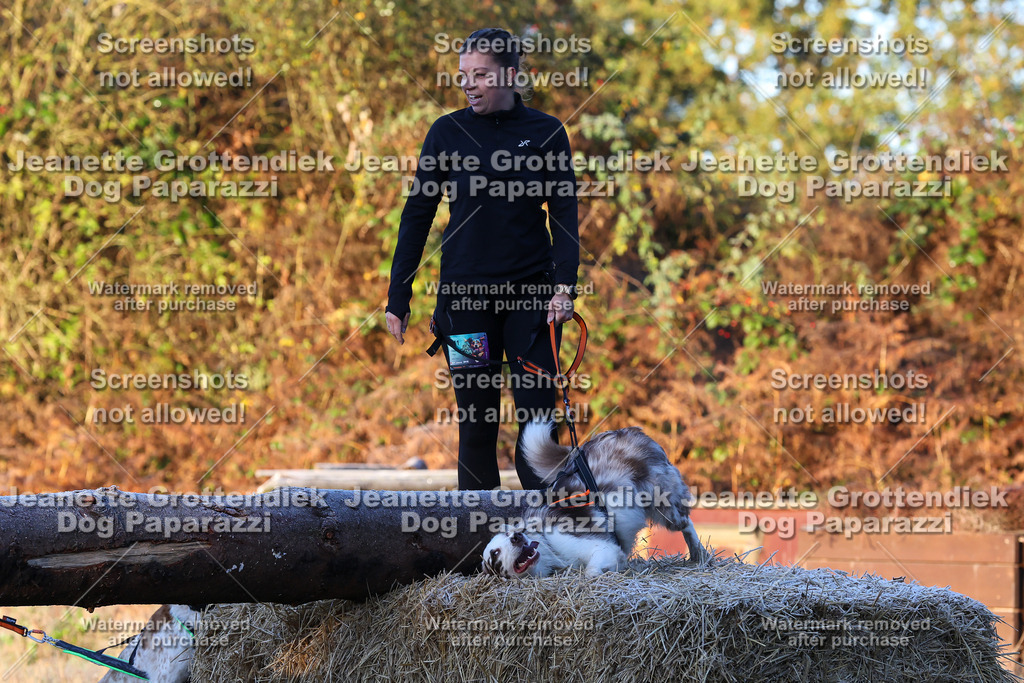 Dog Paparazzi - Strongdog 10-25-474 | Dog Paparazzi Jeanette Grottendiek Fotografie & Videografie - Realisiert mit Pictrs.com