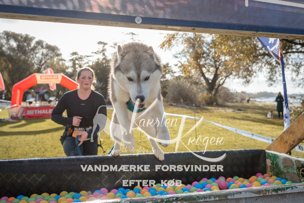 0954_ZZ98925 | kk-dogfotos