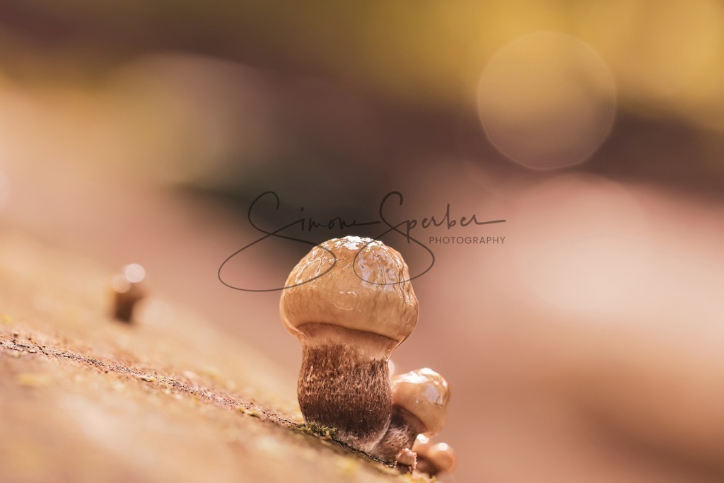 Kleine Pilzgruppe | Simone Sperber, svb-photography,Fotografin,Bilddesignerin,Naturfotografie,Macrofotografie,Tierfotografie,Wildtierfotografie,Ausstellungen,Auftragsfotografie,Kunst,Art,Photographer,Shootings,Bildberatbeitung,Galerie,Shop