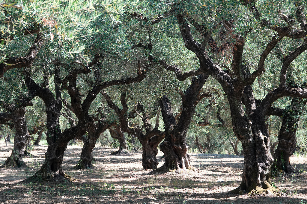 Stories of the Ancient Olive Trees | Ancient Olive Trees