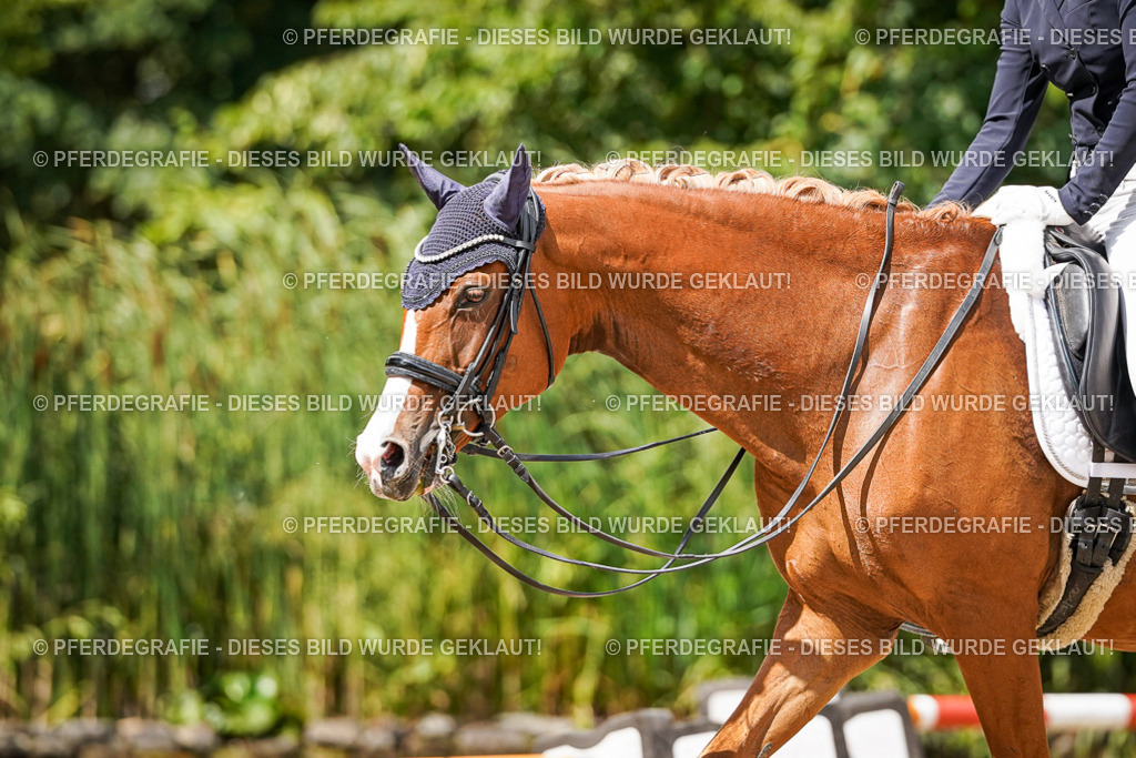 DSC06264 | Pferdegrafie