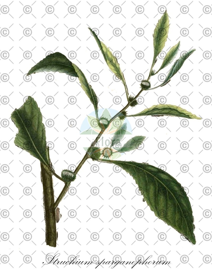 HistAbb_wfo-0000317370_1_ENZY_Simple | Historische Abbildung von Struchium sparganophorum - Asteraceae | Historical Illustration of Struchium sparganophorum - Asteraceae